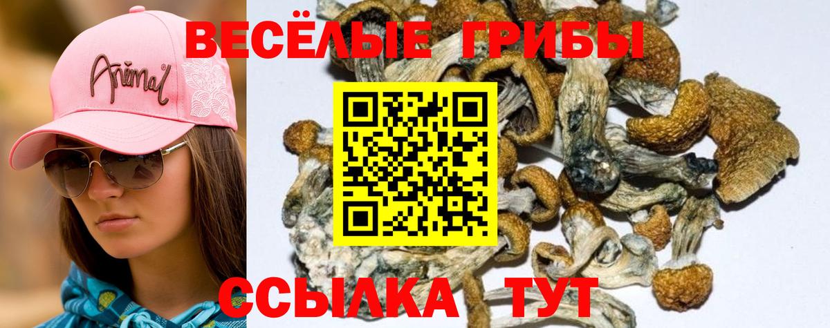 Галлюциногенные грибы прущие грибы  Псилоцибиновые грибы Psilocybine cubensis  Вход с VPN  продажа наркотиков  Томск 